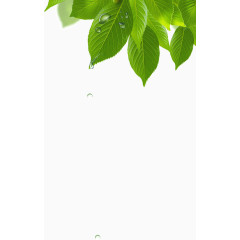 清晨枝头绿叶露珠