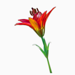 一支红色的花朵矢量图