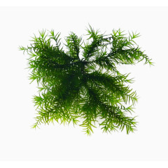 落地植物蕨类植物绿叶矮小植物