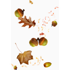 榛子  枫叶 乐符