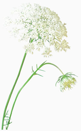 花草插画花卉线描