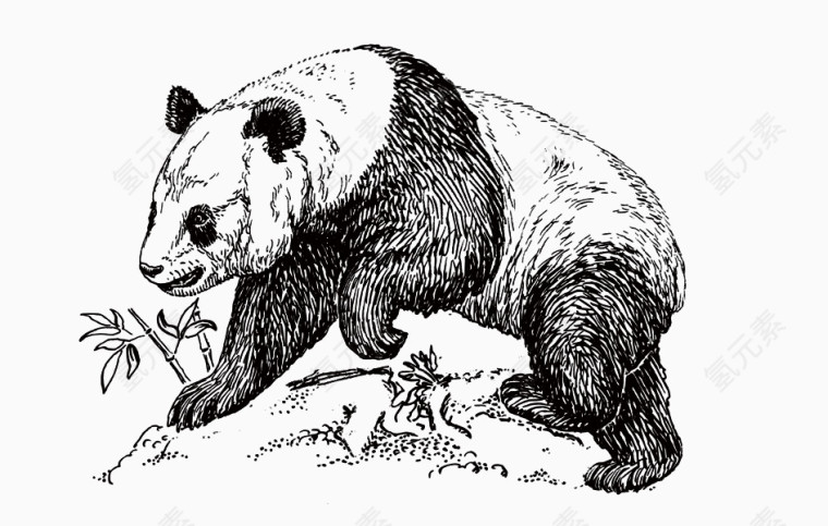 手绘熊猫