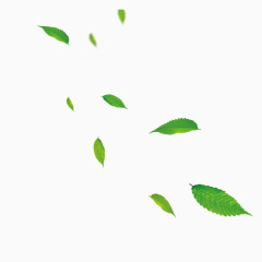 漂浮的树叶 