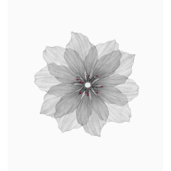 灰色简约花朵素材