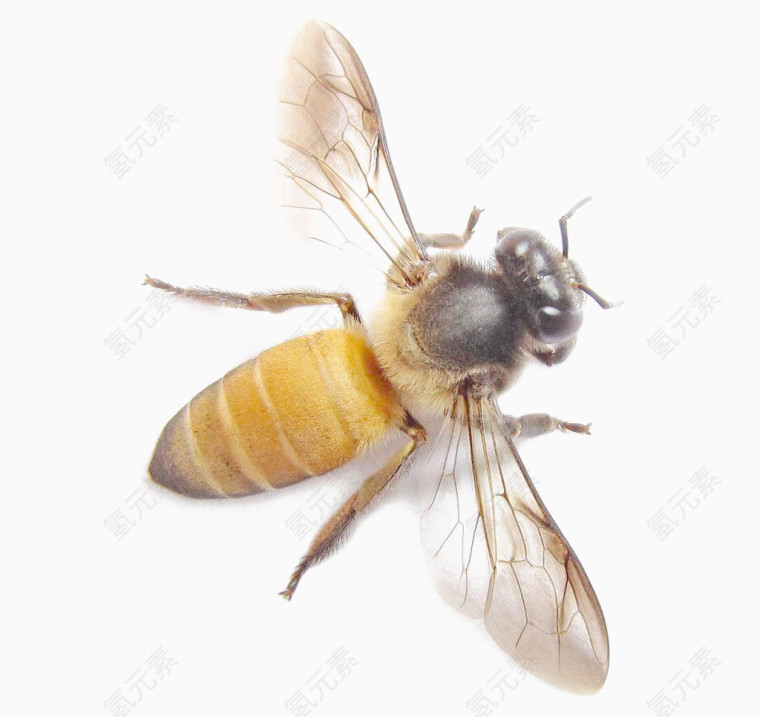 有质感的蜂蜜元素