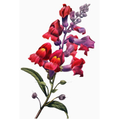 红色小花紫色树叶