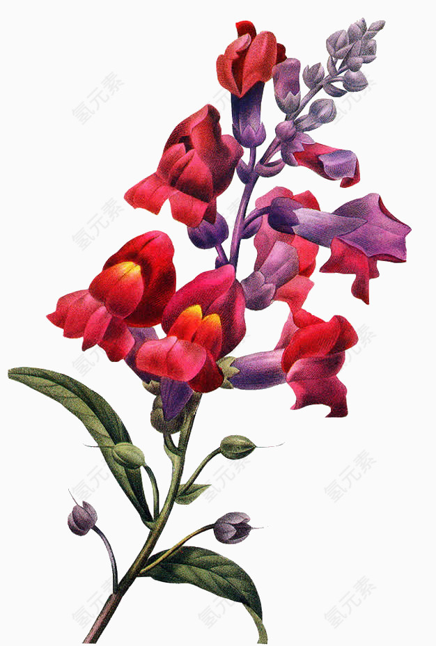 红色小花紫色树叶