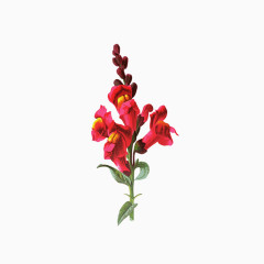 精美五彩花卉