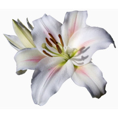 花卉插画花草图片素材