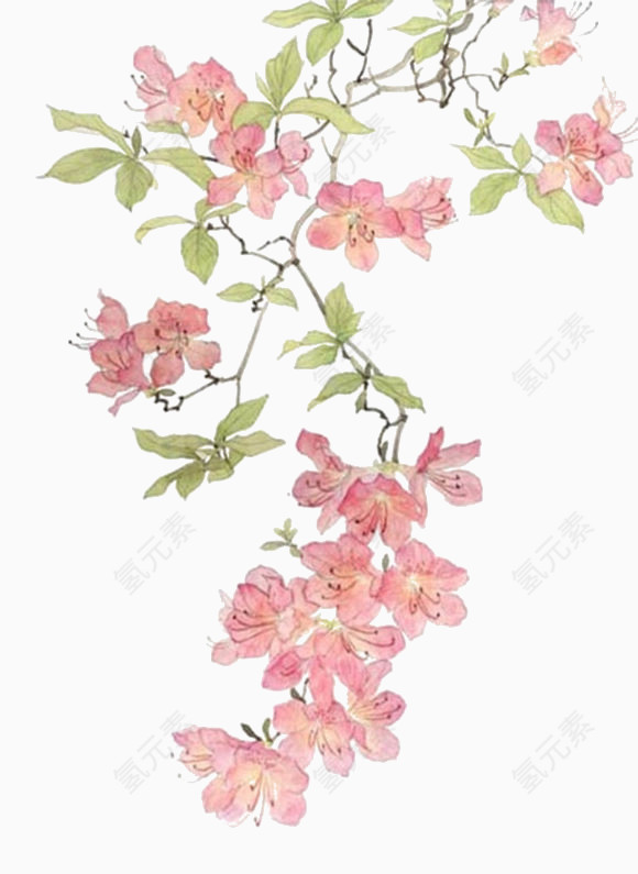 手绘花枝