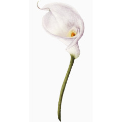 手绘花卉牵牛花夕颜