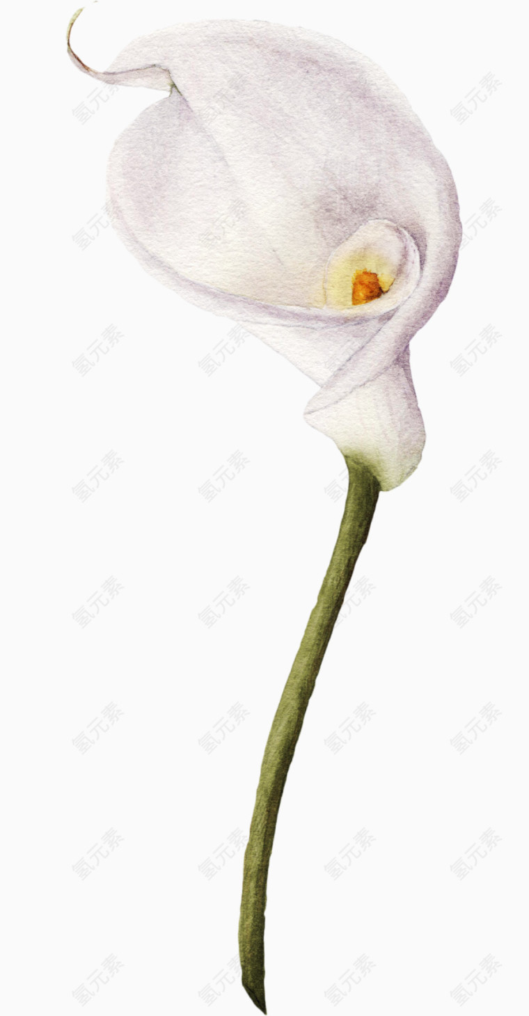 手绘花卉牵牛花夕颜
