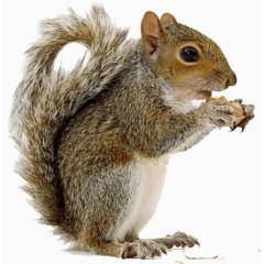可爱吃松果的松鼠