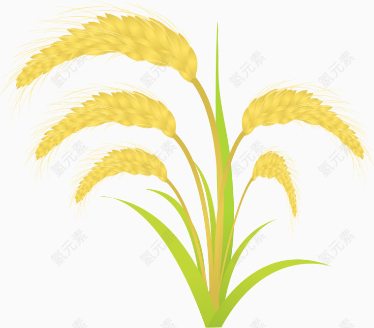 手绘水稻