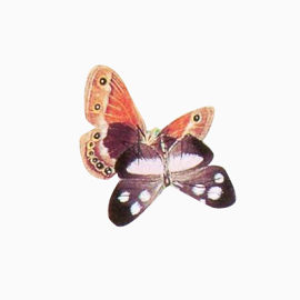 两只花蝴蝶
