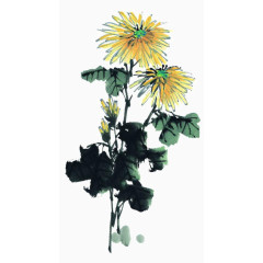 秋菊泼墨手绘
