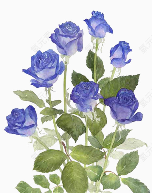 玫瑰花