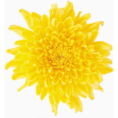 菊花茶菊花花朵