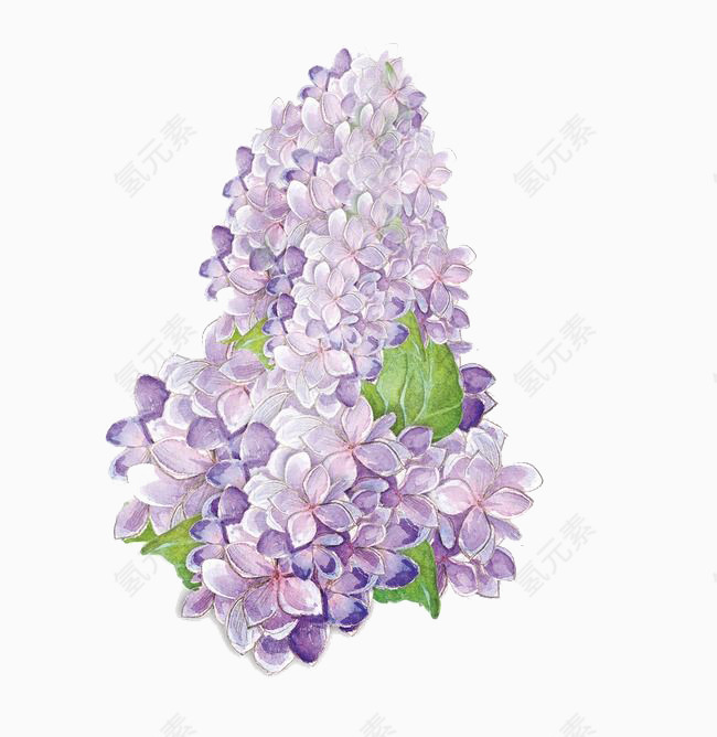 紫色花