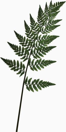 花草矢量素材装饰