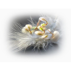 创意花草图片卡通装饰图片