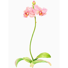 粉色的手绘蝴蝶花