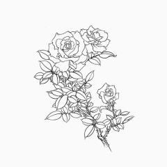 手绘黑色线条菊花图案