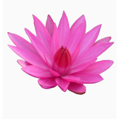 粉色盛开的荷花