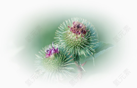 鲜花花草庆典花草