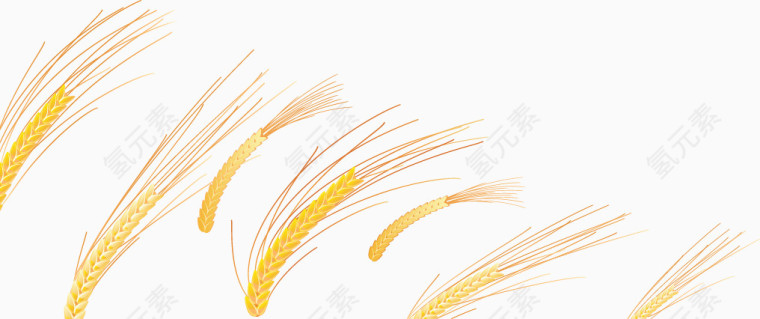收获麦穗
