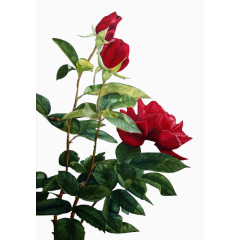 花卉插画绿植花草