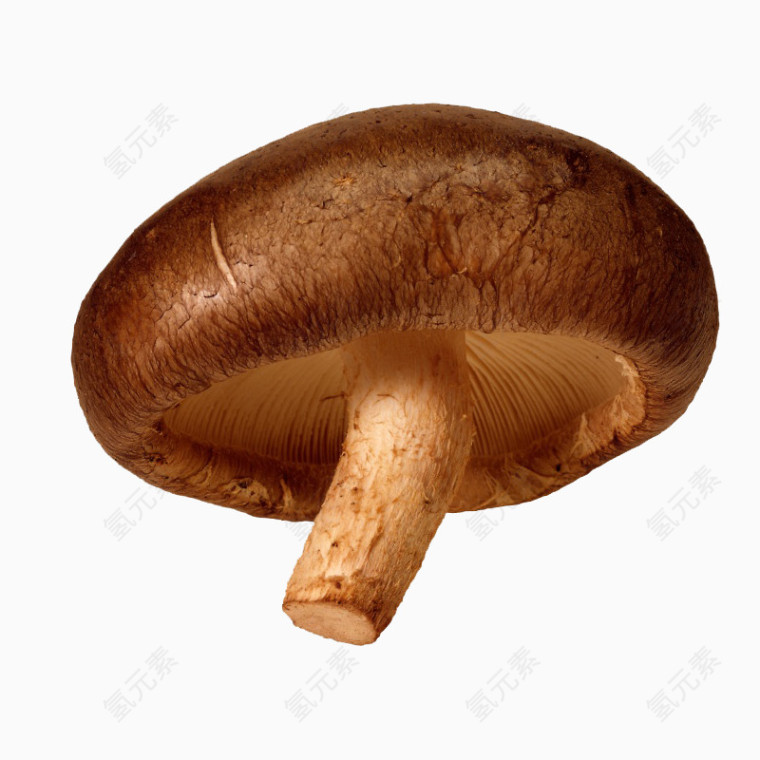 香菇实拍