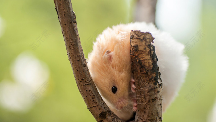 背景  图案  风格