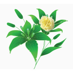 春天绿色清新百合花