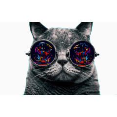 戴眼镜的时尚猫咪