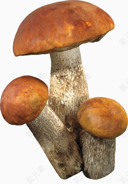 菌类蘑菇