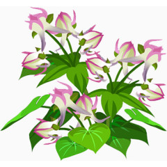 花枝