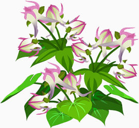 花枝