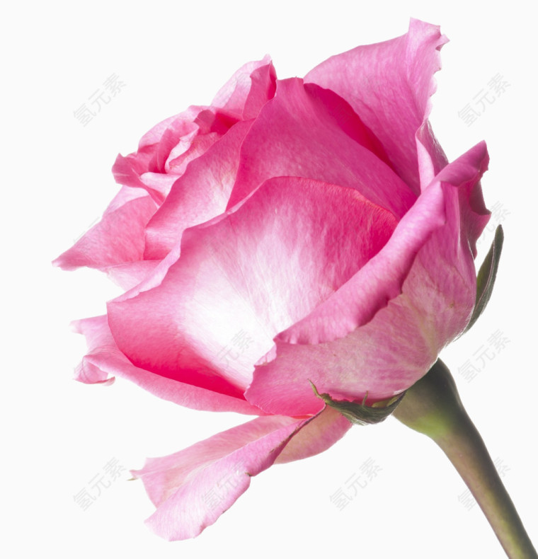 玫瑰花