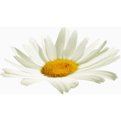 效果元素  花卉