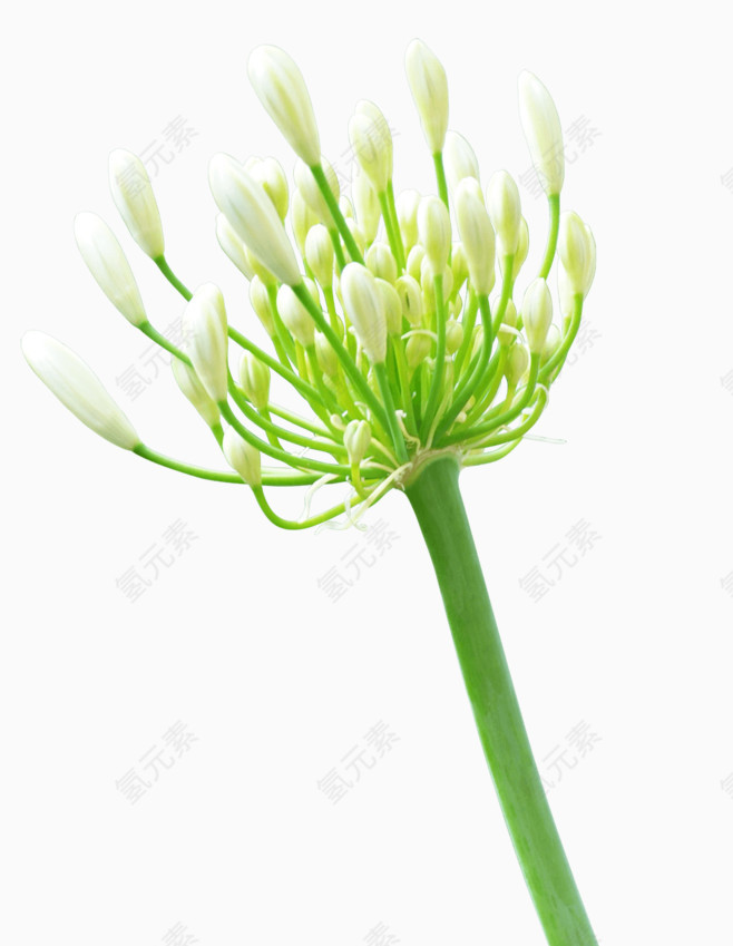 时尚风格装饰花边花朵树木叶子