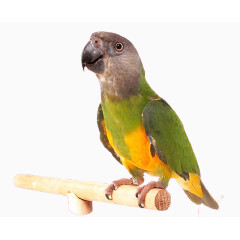 停留在树上的鹦鹉