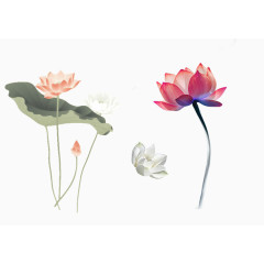 手绘荷花