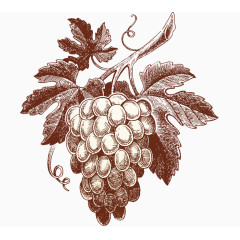 手绘一串葡萄
