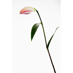 一朵白色的百合花蕾免扣素材