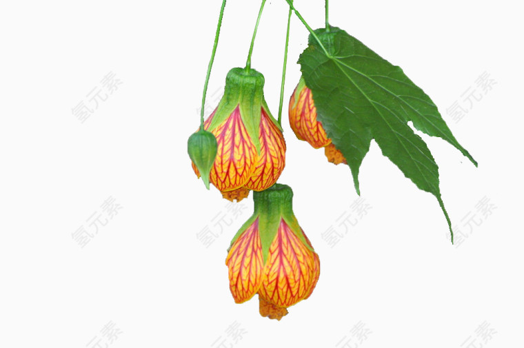 灯笼花