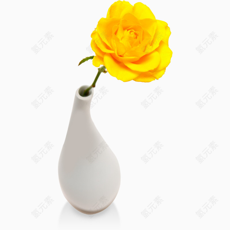 黄色玫瑰花