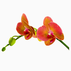 蝴蝶兰花儿PNG免抠图素材