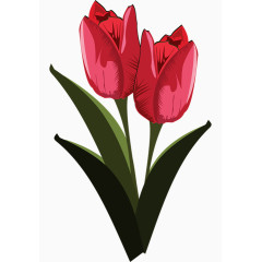 手绘红色郁金香