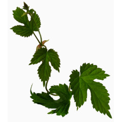 花卉图案素材花草矢量图素材